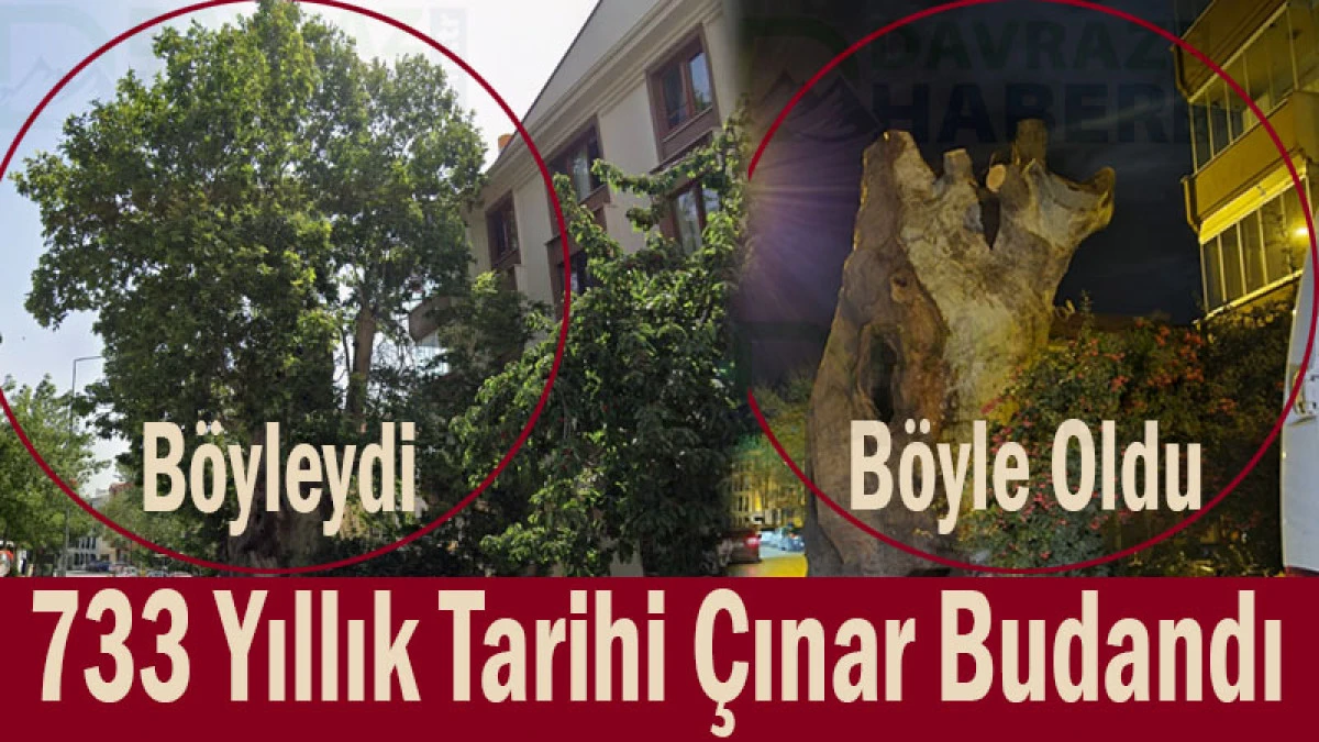 733 Yıllık Tarihi &Ccedil;ınar Budandı! Tartışma Alevlendi