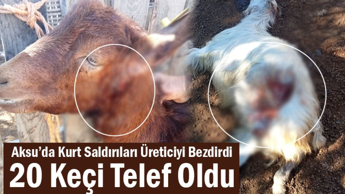Aksu’da Kurt Saldırıları Üreticiyi Bezdirdi! 20 Keçi Telef Oldu