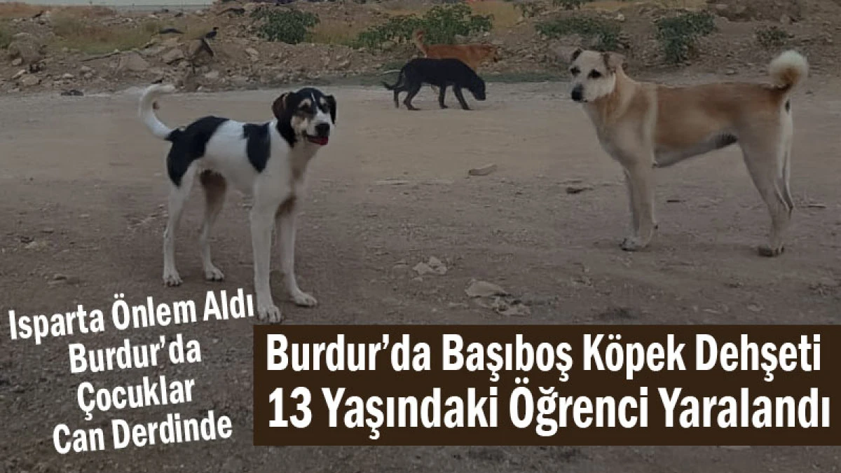 Burdur’da Başıboş Köpek Dehşeti! 13 Yaşındaki Öğrenci Yaralandı