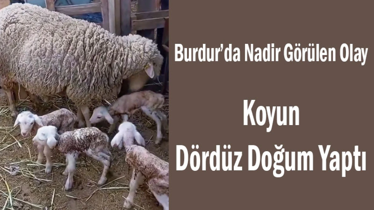 Burdur&rsquo;da Nadir G&ouml;r&uuml;len Olay! Koyun D&ouml;rd&uuml;z Doğum Yaptı