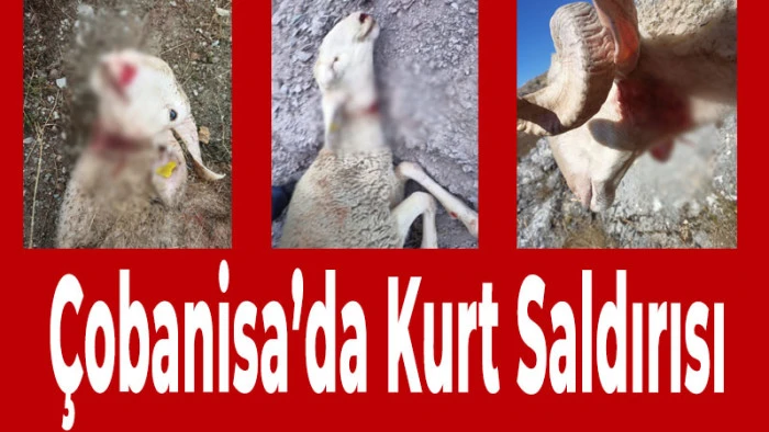 &Ccedil;obanisa&rsquo;da Kurt Saldırısı: Koyunlar Telef Oldu