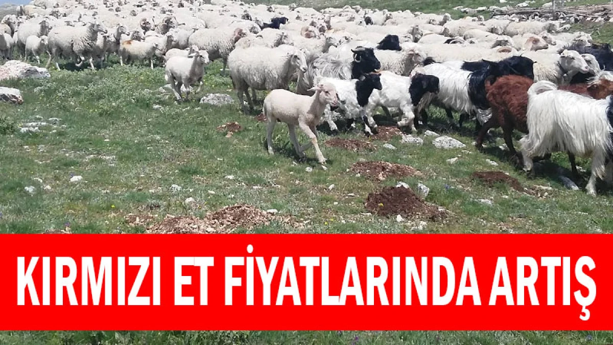 Dana ve Kuzu Kesim Fiyatları Haftalık Artış G&ouml;sterdi