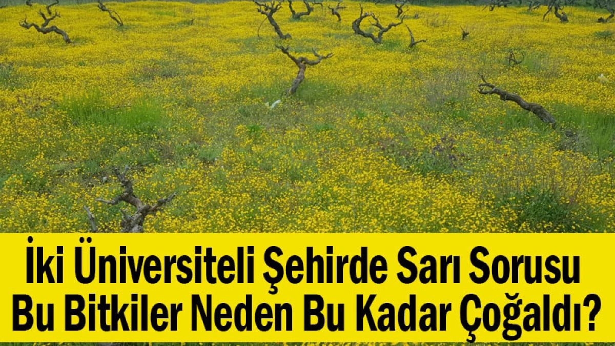 İki Üniversiteli Şehirde Sarı Sorusu: Bu Bitkiler Neden Bu Kadar Çoğaldı?