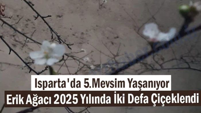 Isparta'da 5 Mevsim Yaşanıyor! Erik Ağacı 2025 Yılında İki Defa Çiçeklendi