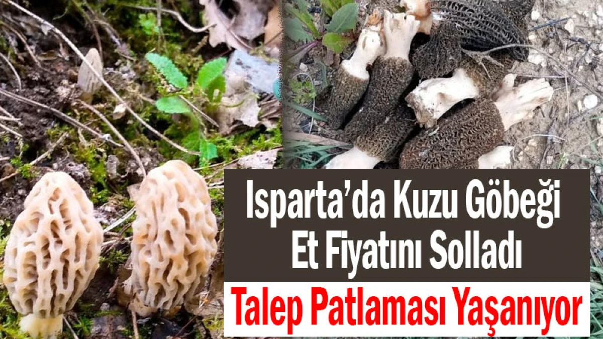 Isparta&rsquo;da Kuzu G&ouml;beği Et Fiyatını Solladı! Talep Patlaması Yaşanıyor