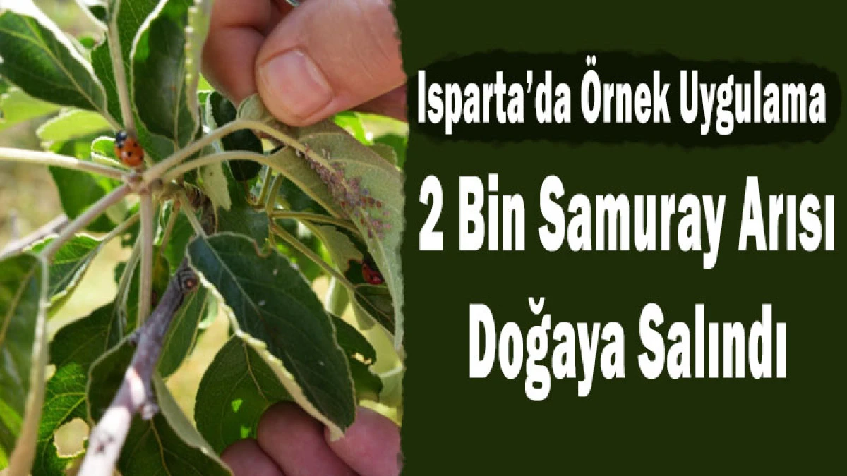 Isparta&rsquo;da &Ouml;rnek Uygulama: 2 Bin Samuray Arısı Doğaya Salındı