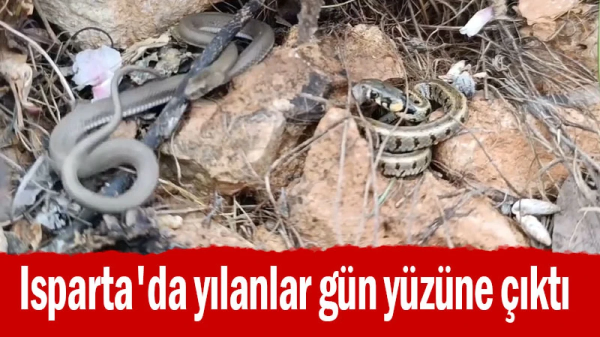 Sessiz Misafirler Ortaya &Ccedil;ıktı: Yalva&ccedil;&rsquo;ta Yılan Hareketliliği