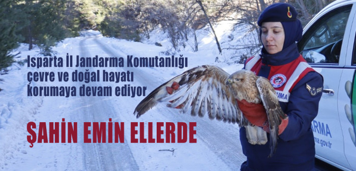 Jandarma tarafından yaralı bulunan Kızıl Şahin korumaya alındı