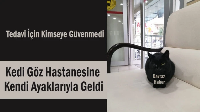Kedi Göz Hastanesine Kendi Ayaklarıyla Geldi
