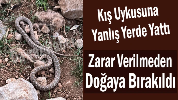 Kış Uykusuna Yanlış Yerde Yatan Yılan Doğaya Bırakıldı