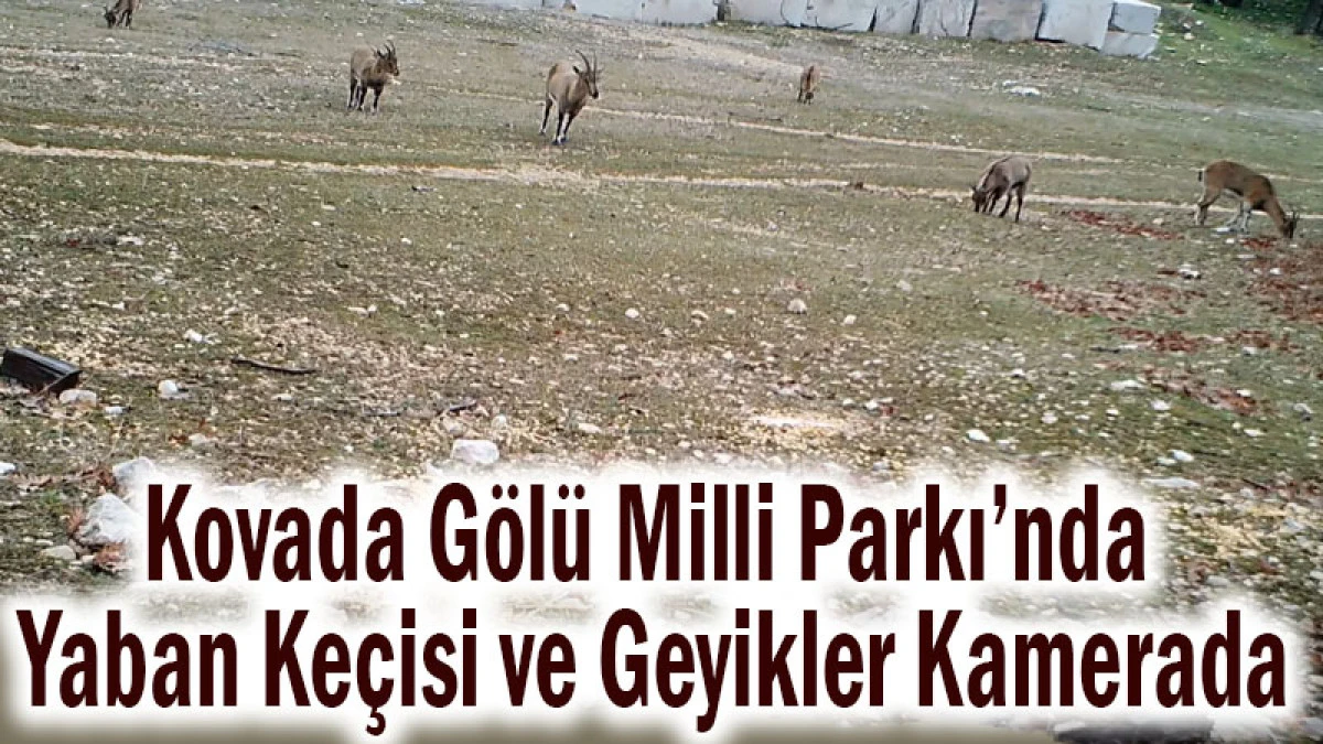 Kovada G&ouml;l&uuml; Milli Parkı&rsquo;nda Yaban Ke&ccedil;isi ve Geyikler Kamerada