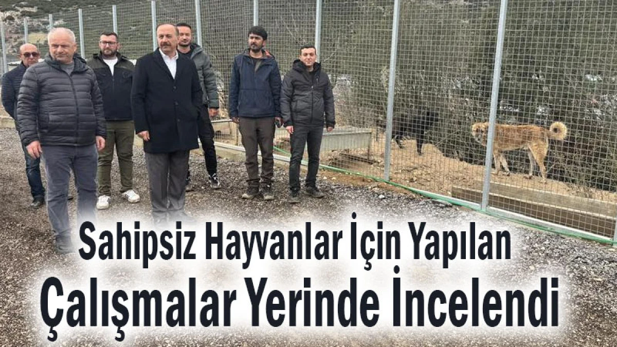 Sahipsiz Hayvanlar İ&ccedil;in Yapılan &Ccedil;alışmalar Yerinde İncelendi