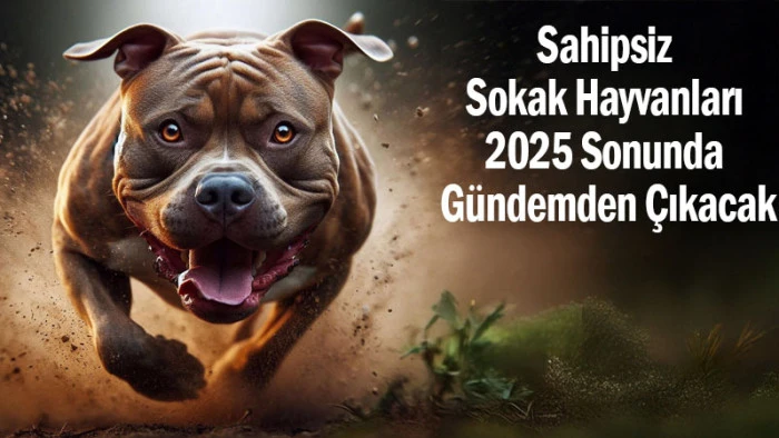 Sahipsiz Sokak Hayvanları 2025 Sonunda Gündemden Çıkacak