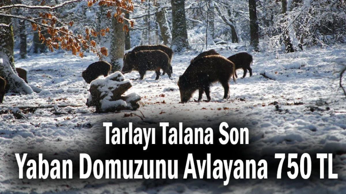 Tarlayı Talana Son! Yaban Domuzunu Avlayana 750 TL