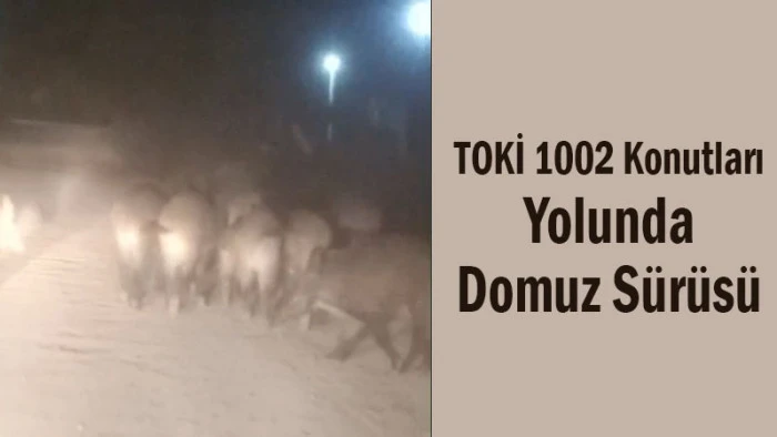TOKİ 1002 Konutları Yolunda Domuz Sürüsü 