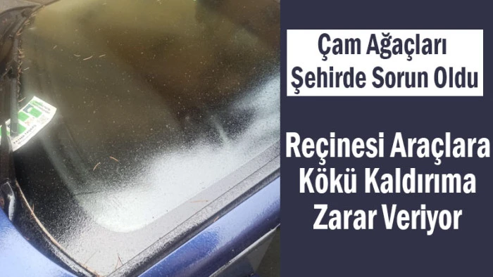 Çam Ağaçları Şehirde Sorun Oldu! Vatandaşlar: 