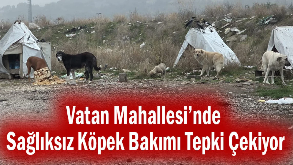 Vatan Mahallesi&rsquo;nde Sağlıksız K&ouml;pek Bakımı