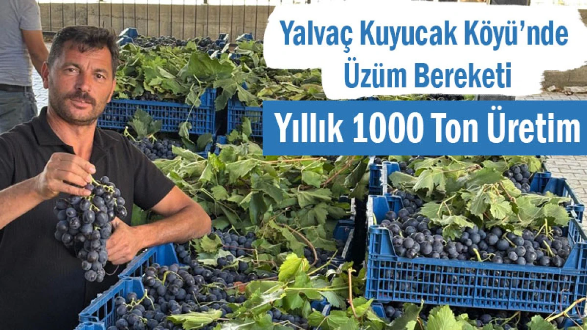 Yalvaç Kuyucak Köyü’nde Üzüm Bereketi! Yıllık 1000 Ton Üretim